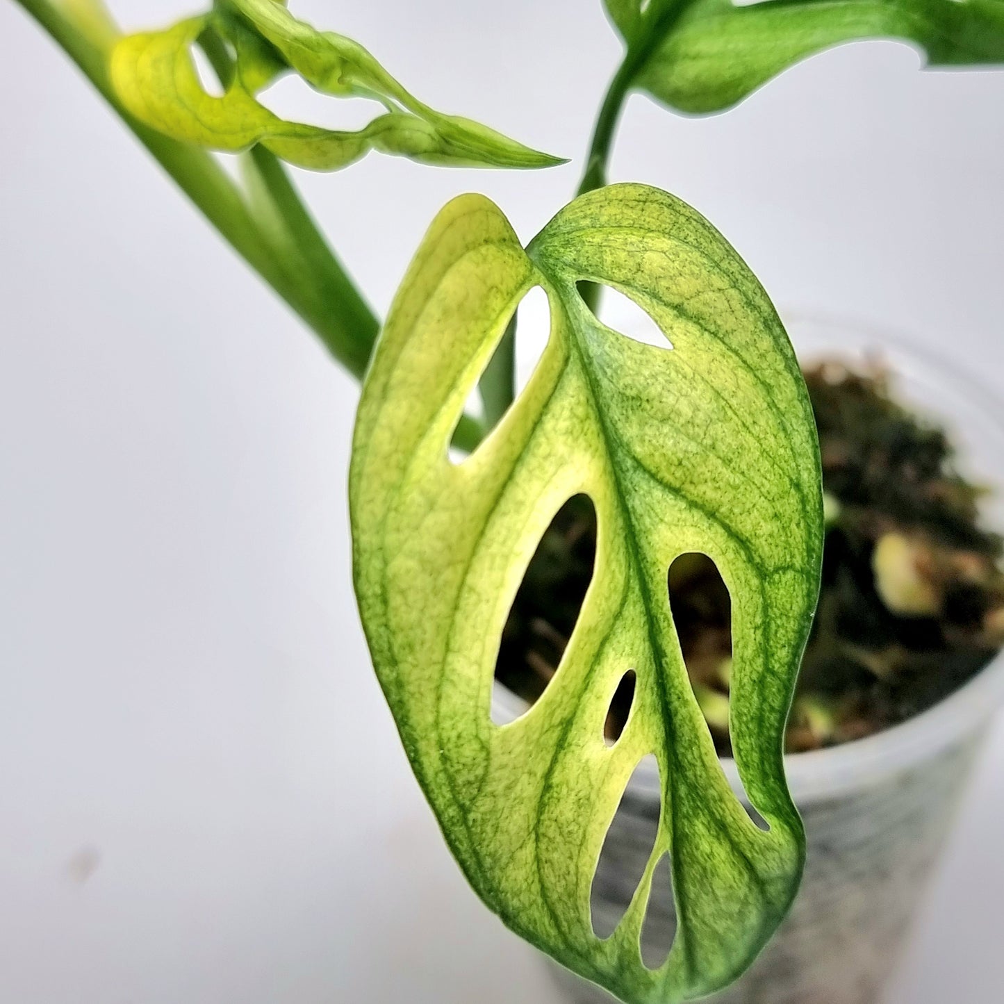 Monstera adansonii "Archipelago"