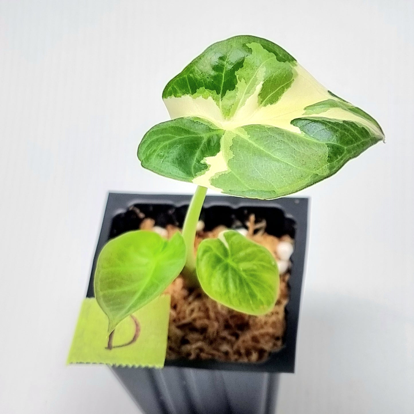 Alocasia Regal Shield Albo Variegated