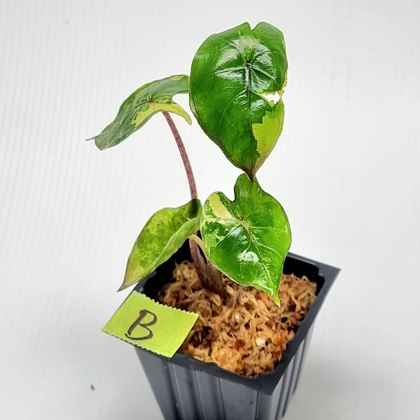 Alocasia Yucatan Princess Variegated