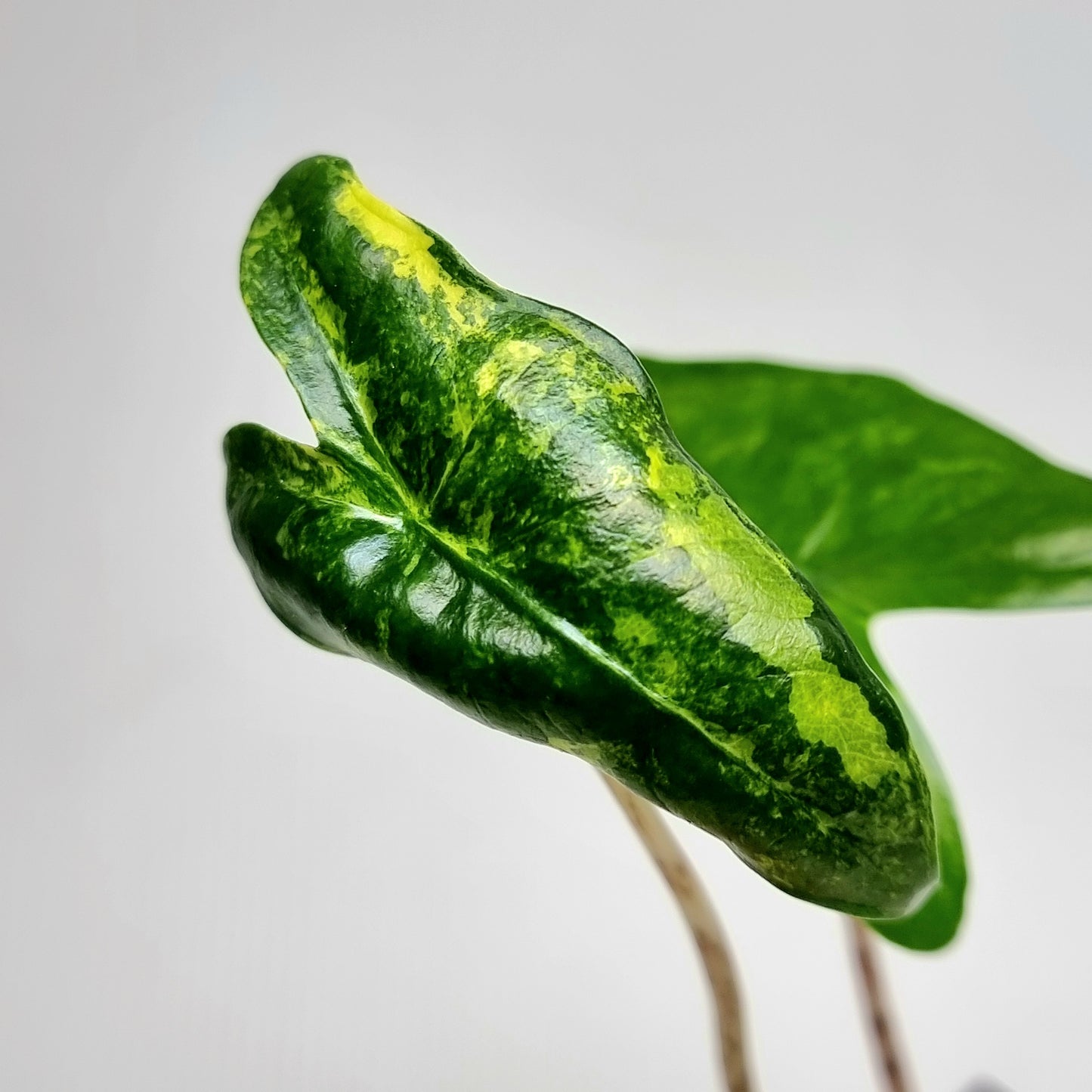 Alocasia zebrina Variegated