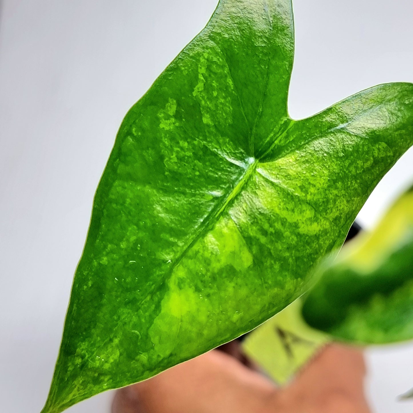 Alocasia zebrina Variegated