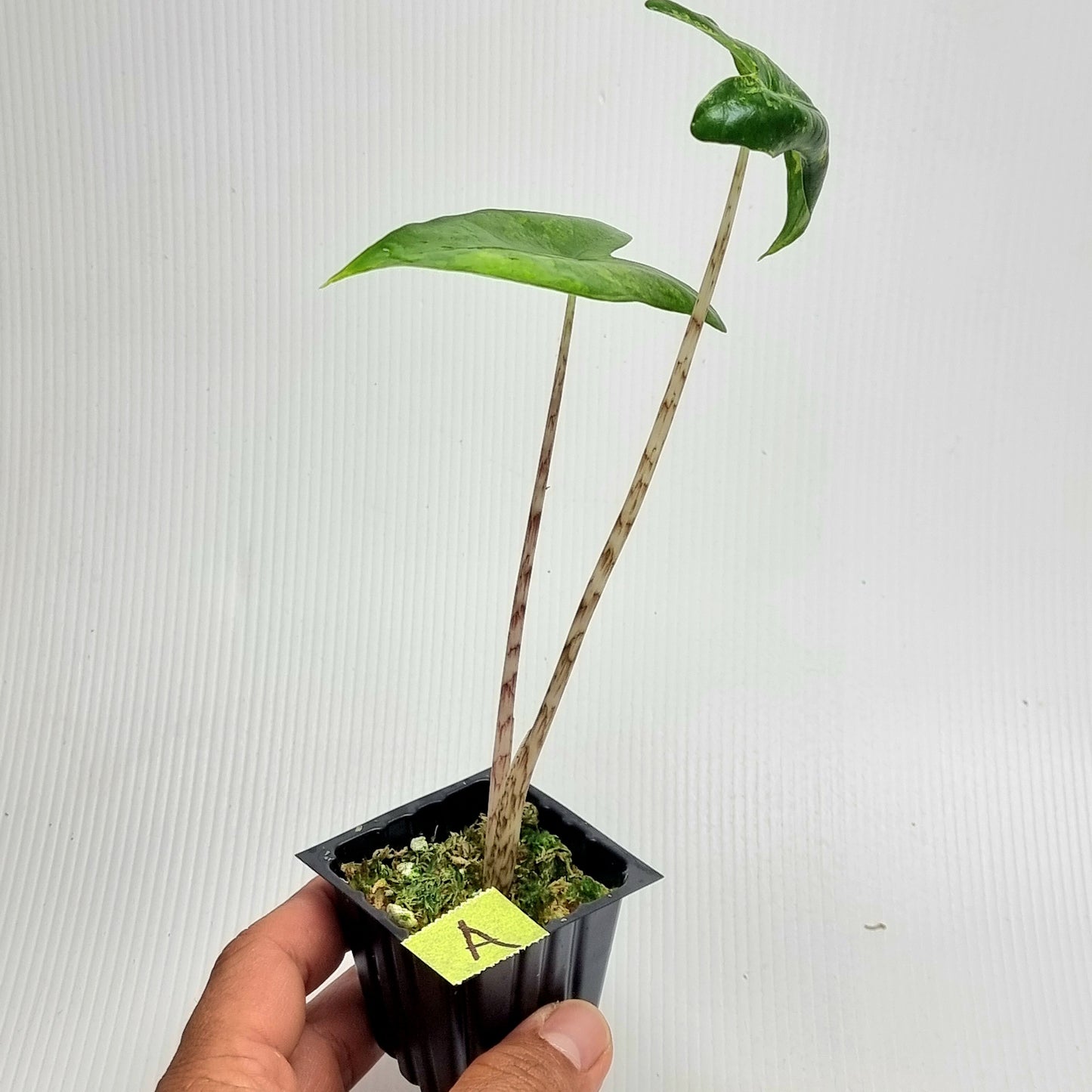 Alocasia zebrina Variegated