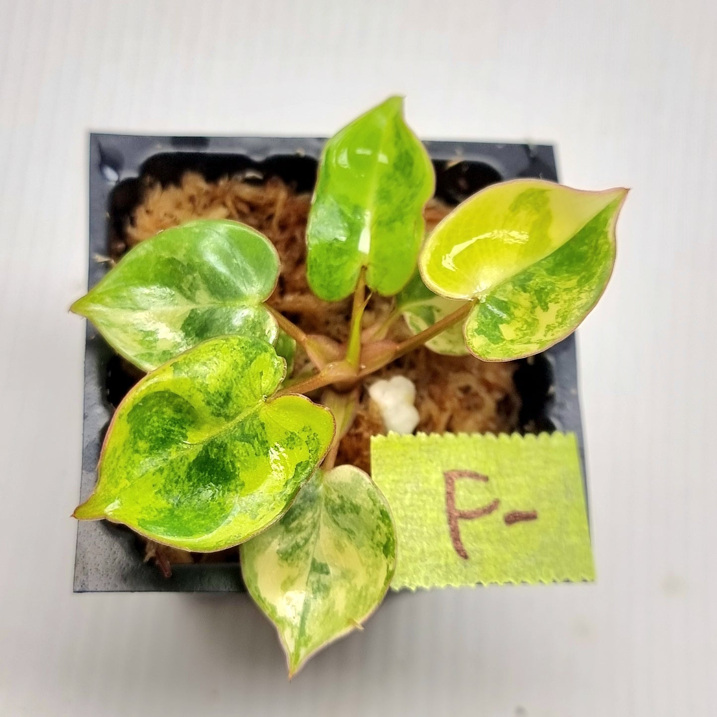 Variegated Philodendron billietiae