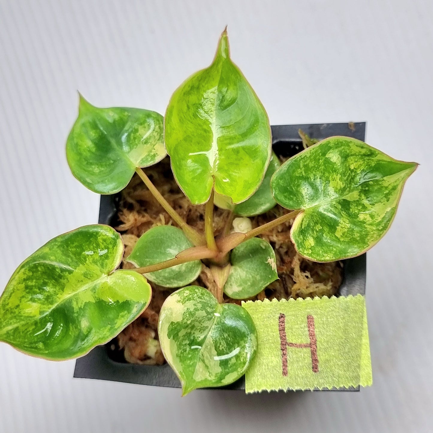 Variegated Philodendron billietiae