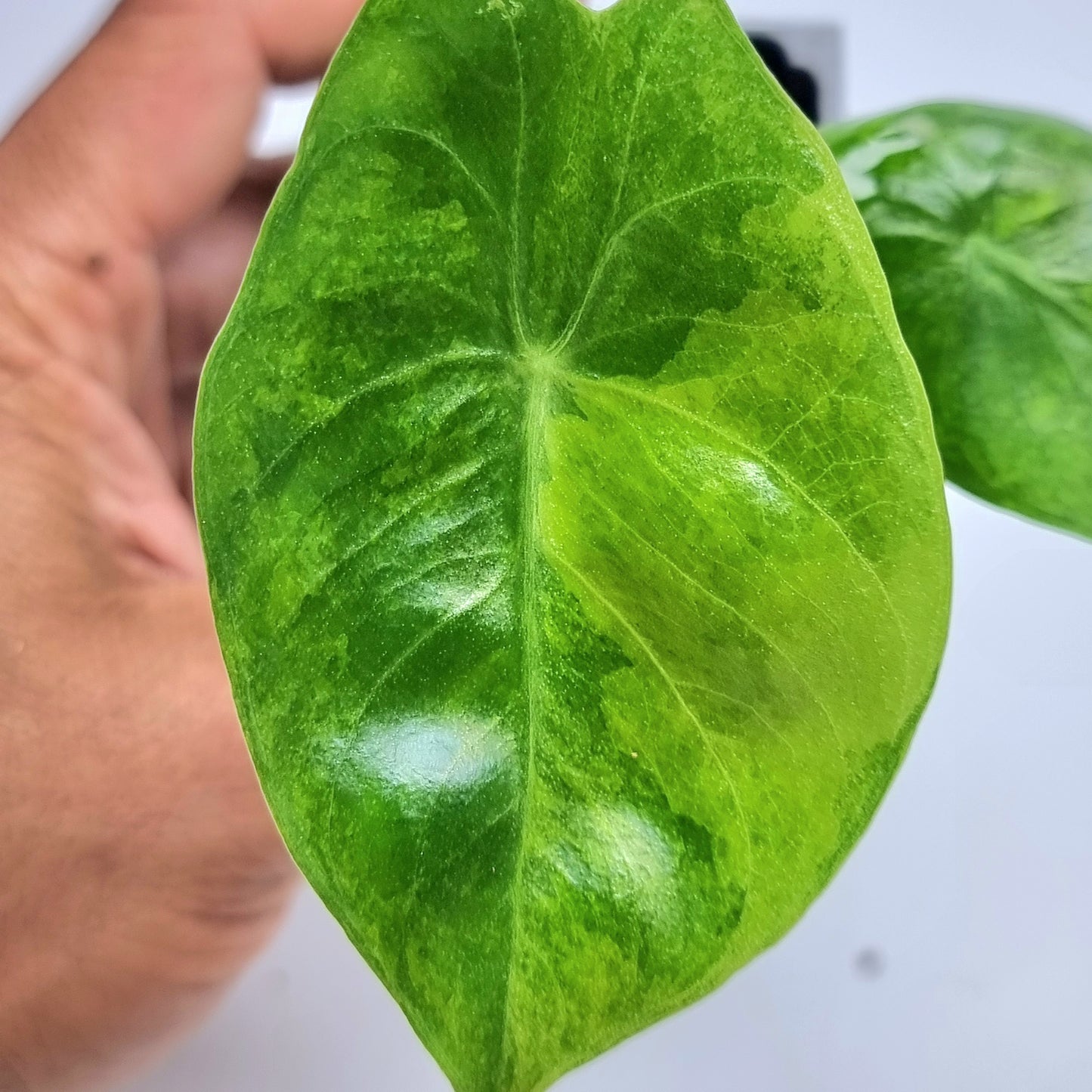 Alocasia Pink Dragon Aurea Variegated