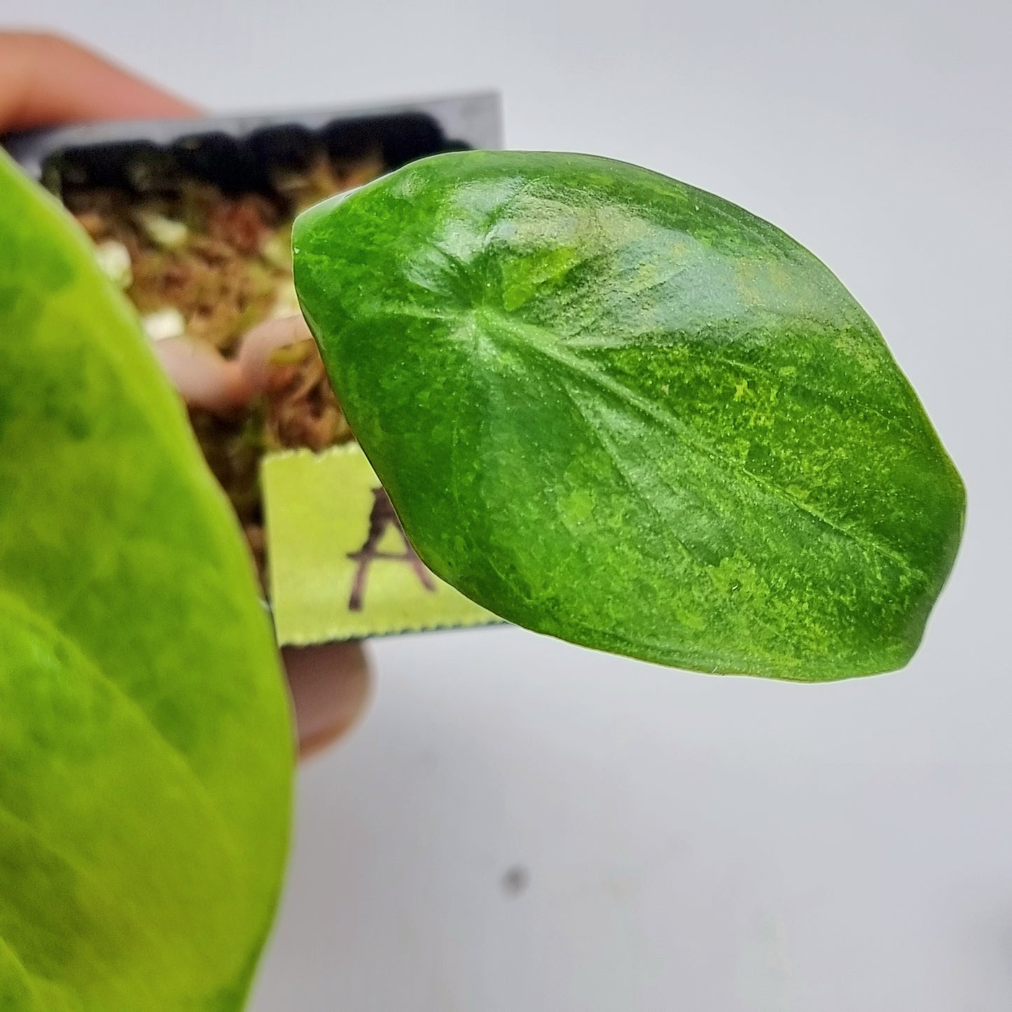 Alocasia Pink Dragon Aurea Variegated