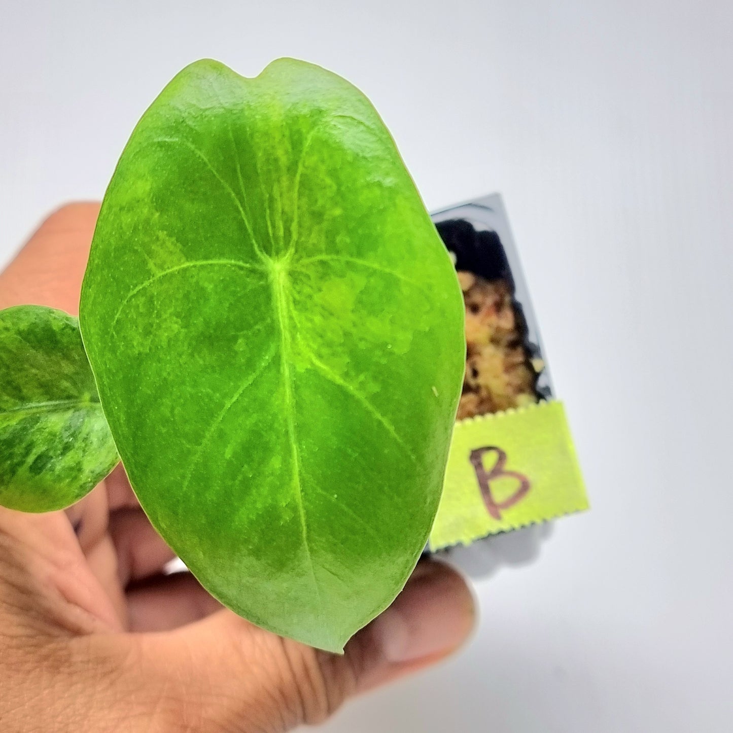 Alocasia Pink Dragon Aurea Variegated