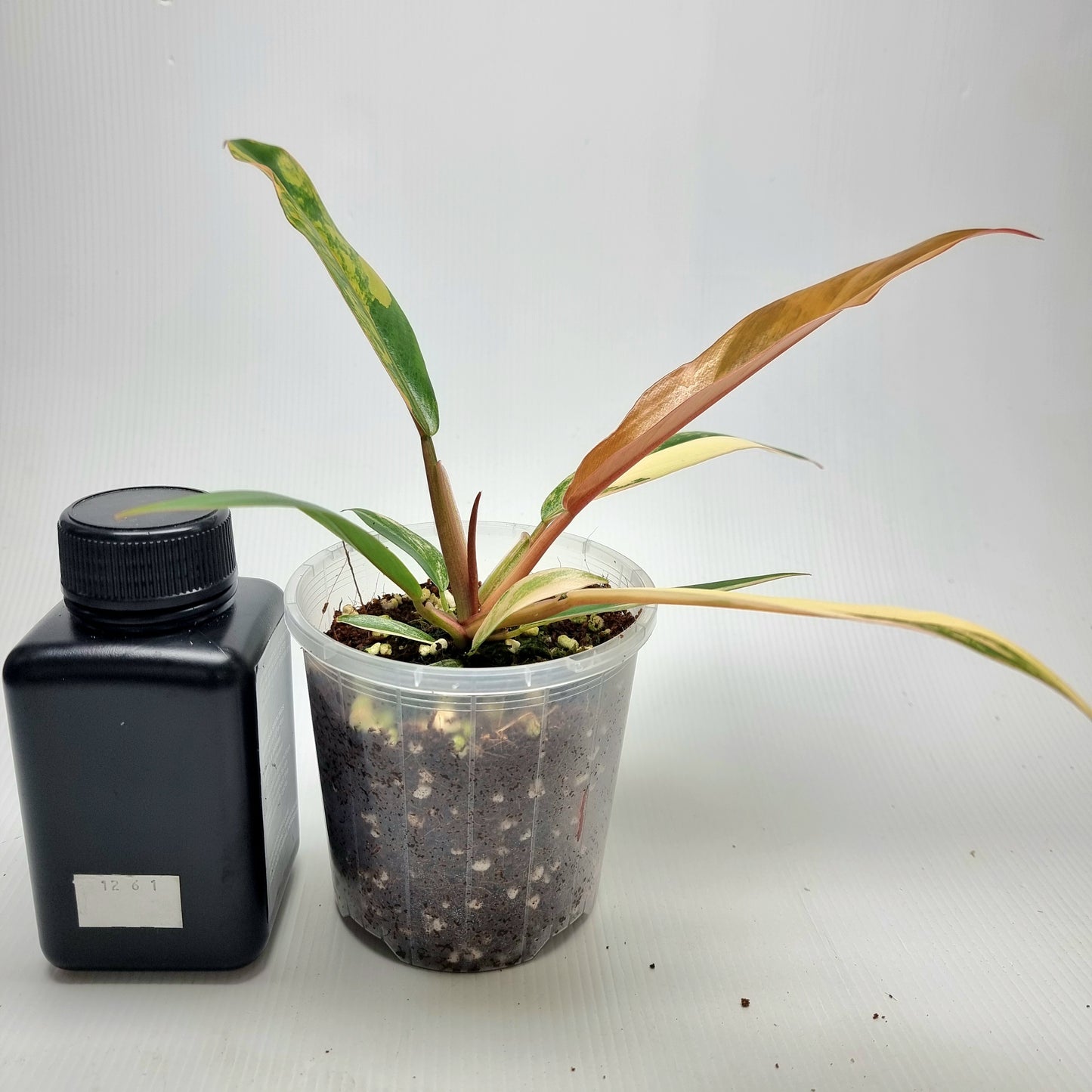 Philodendron Caramel Marble, 100mm pot