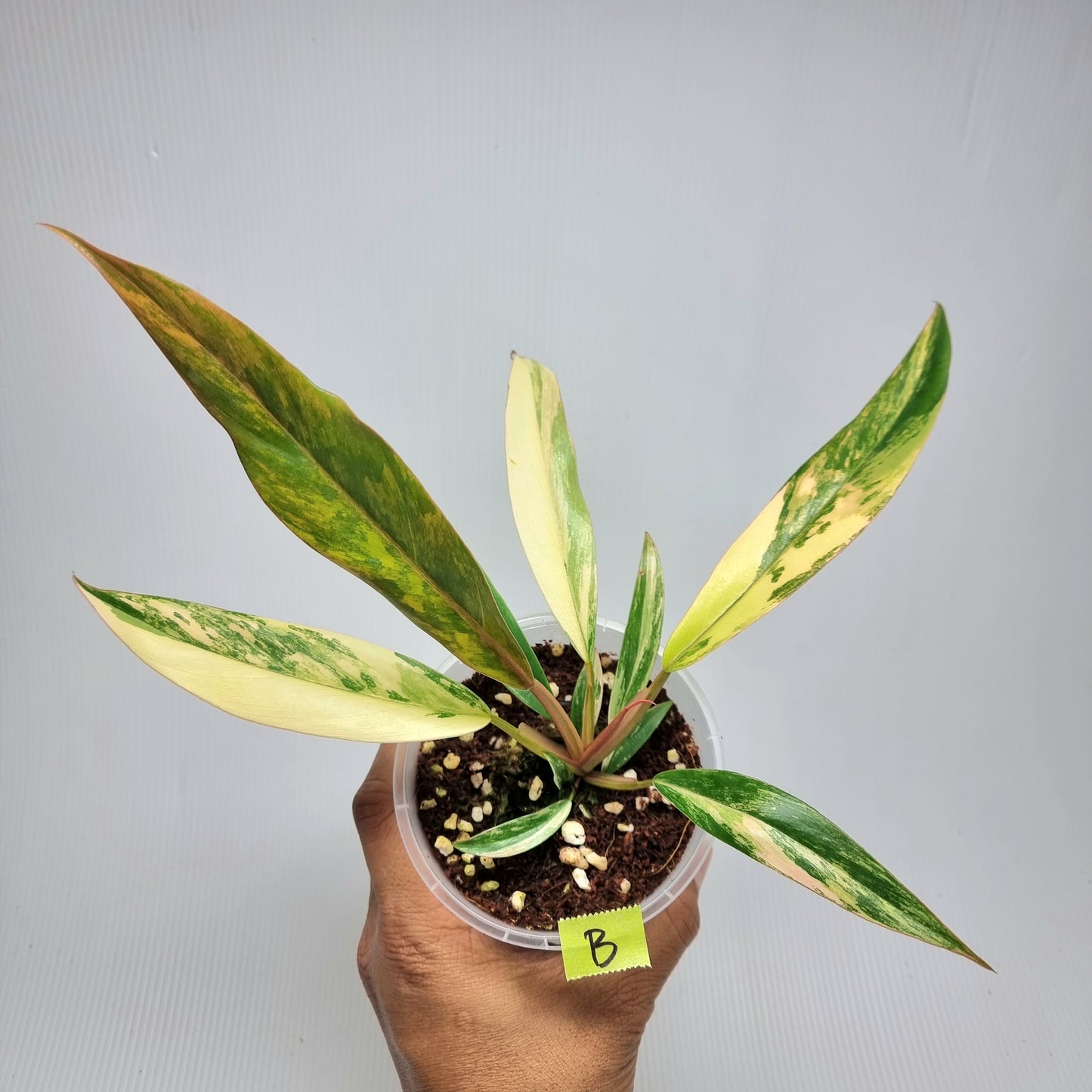 Philodendron Caramel Marble, 100mm pot