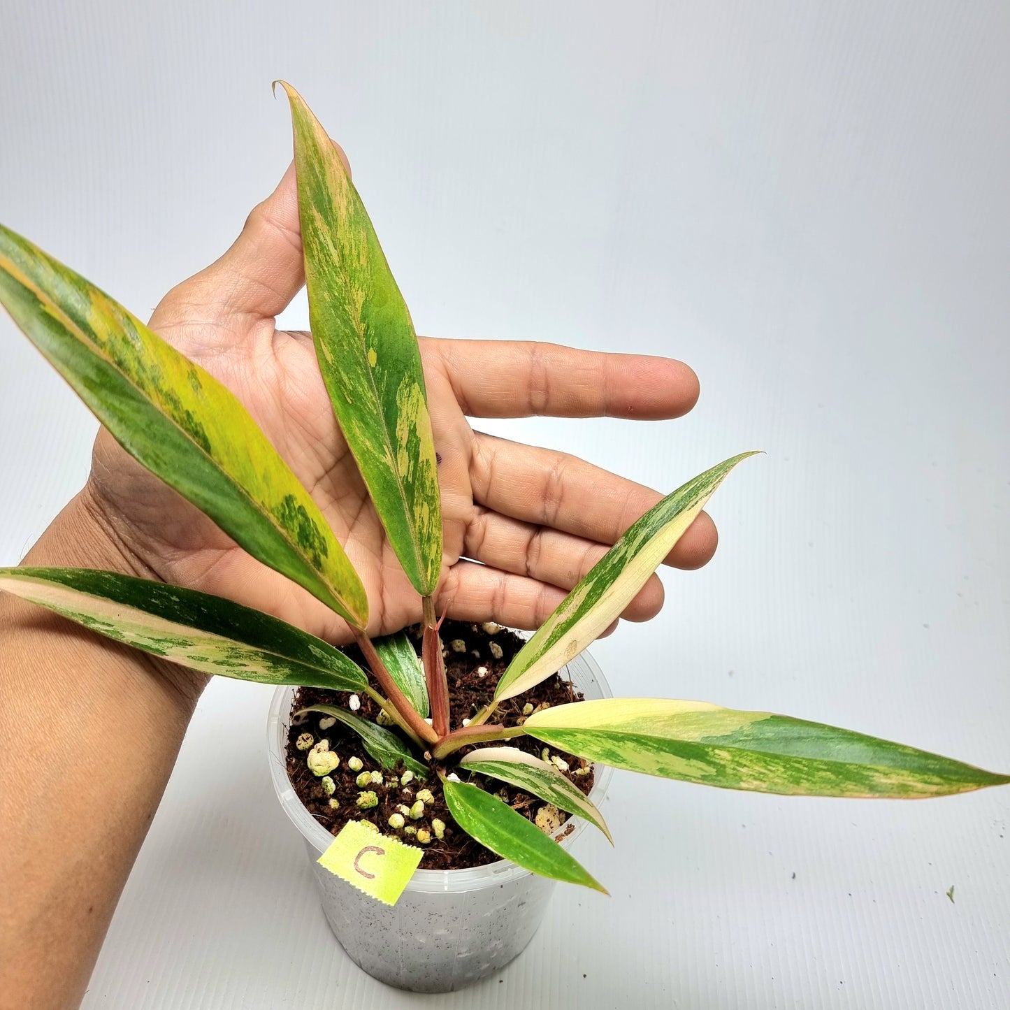 Philodendron Caramel Marble, 100mm pot