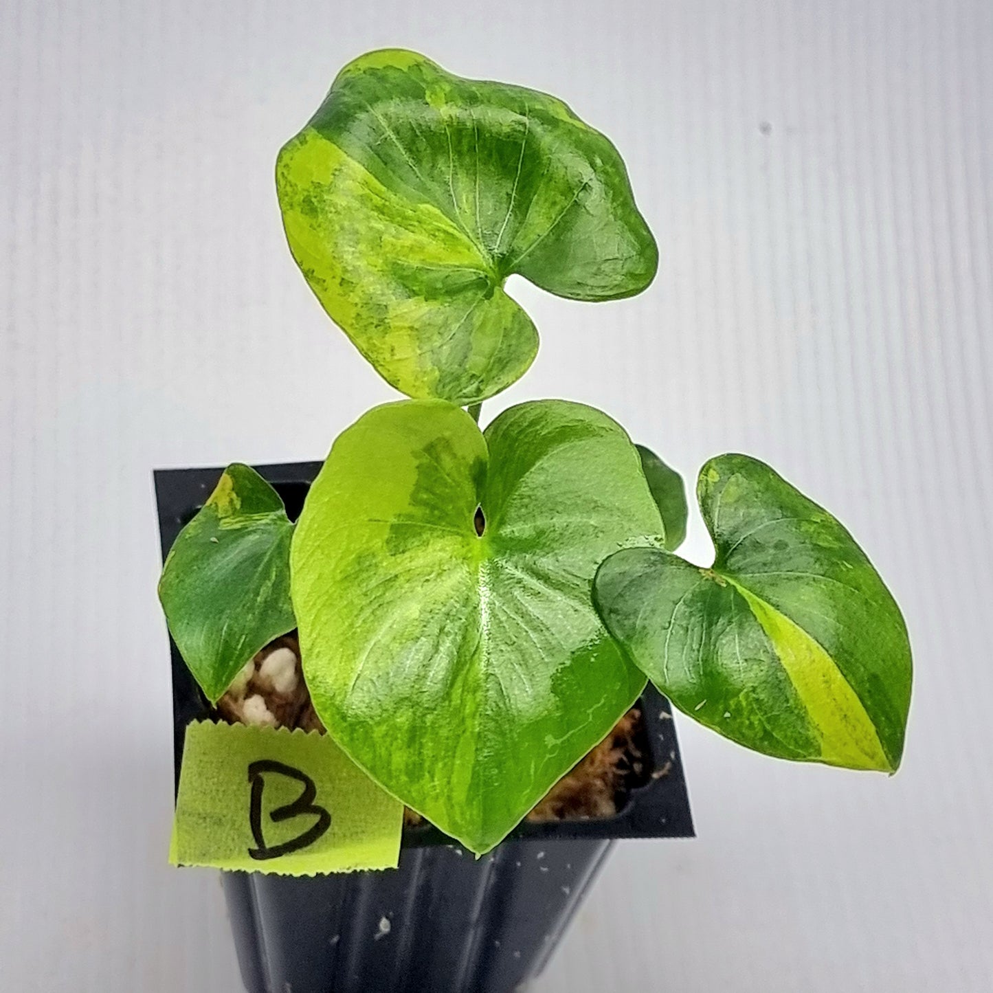 Variegated Philodendron selloum / Thaumatophyllum bipinnatifidum