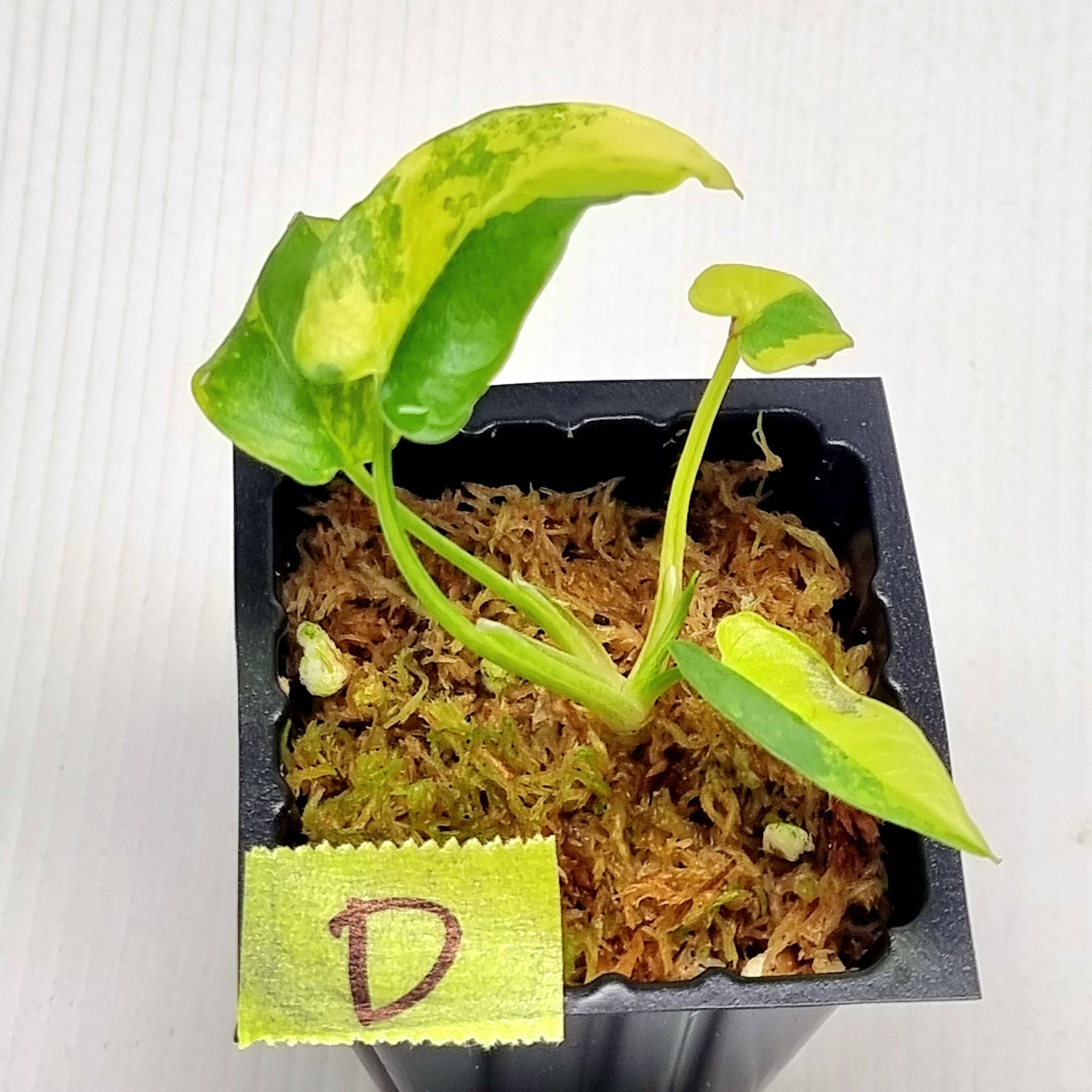 Schismatoglottis wallichii Variegated