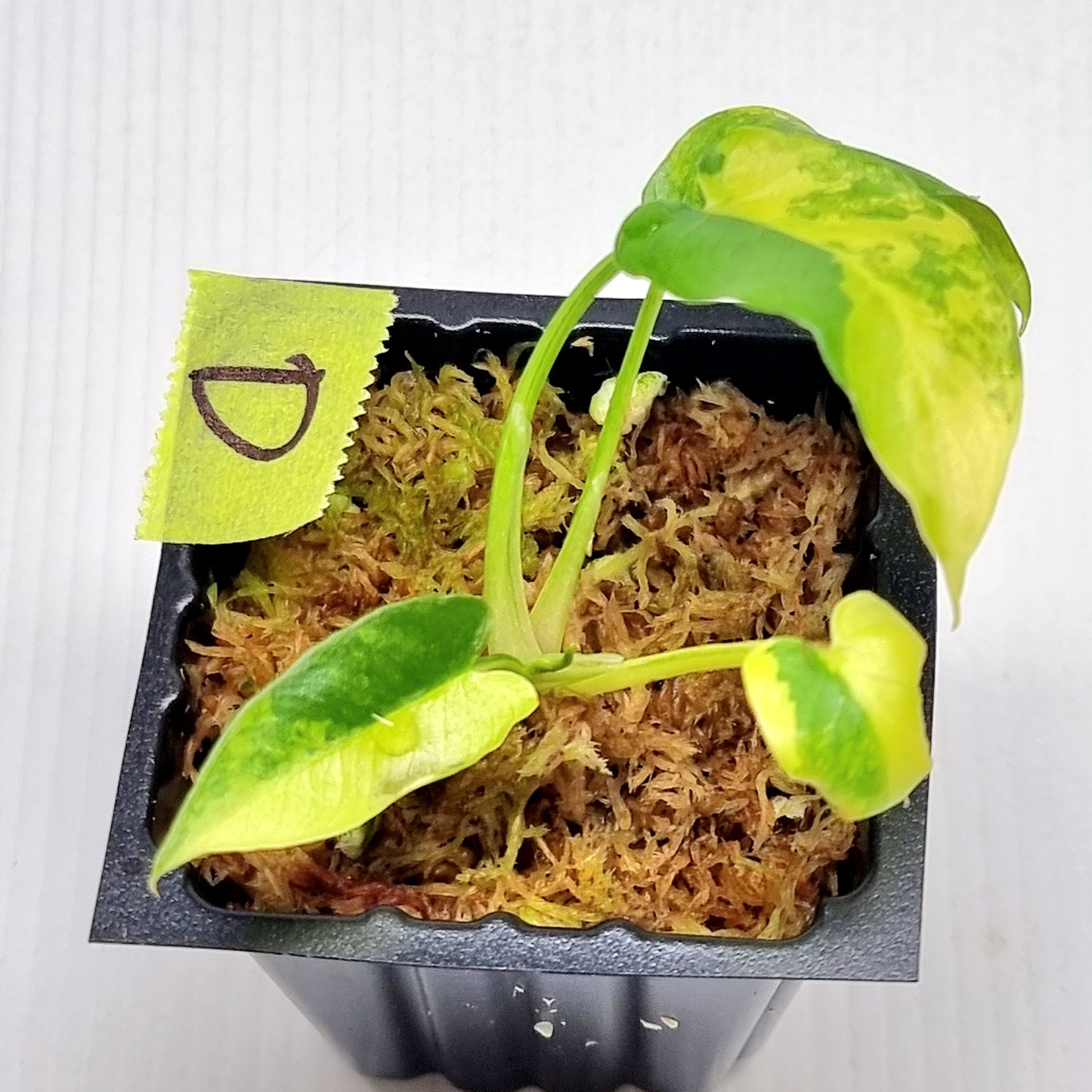 Schismatoglottis wallichii Variegated