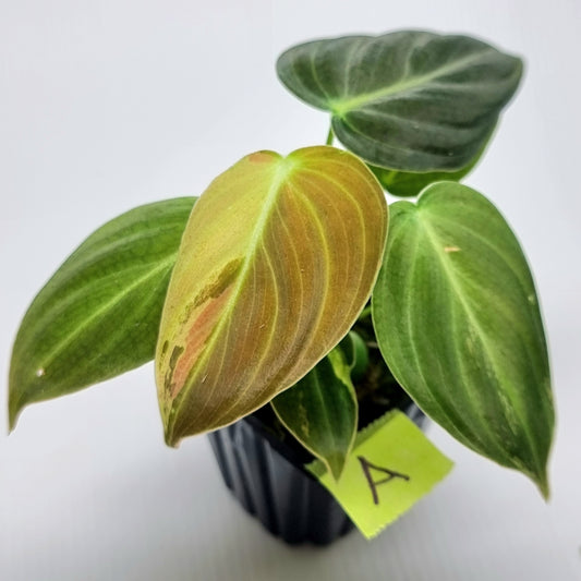 Philodendron melanochrysum variegated