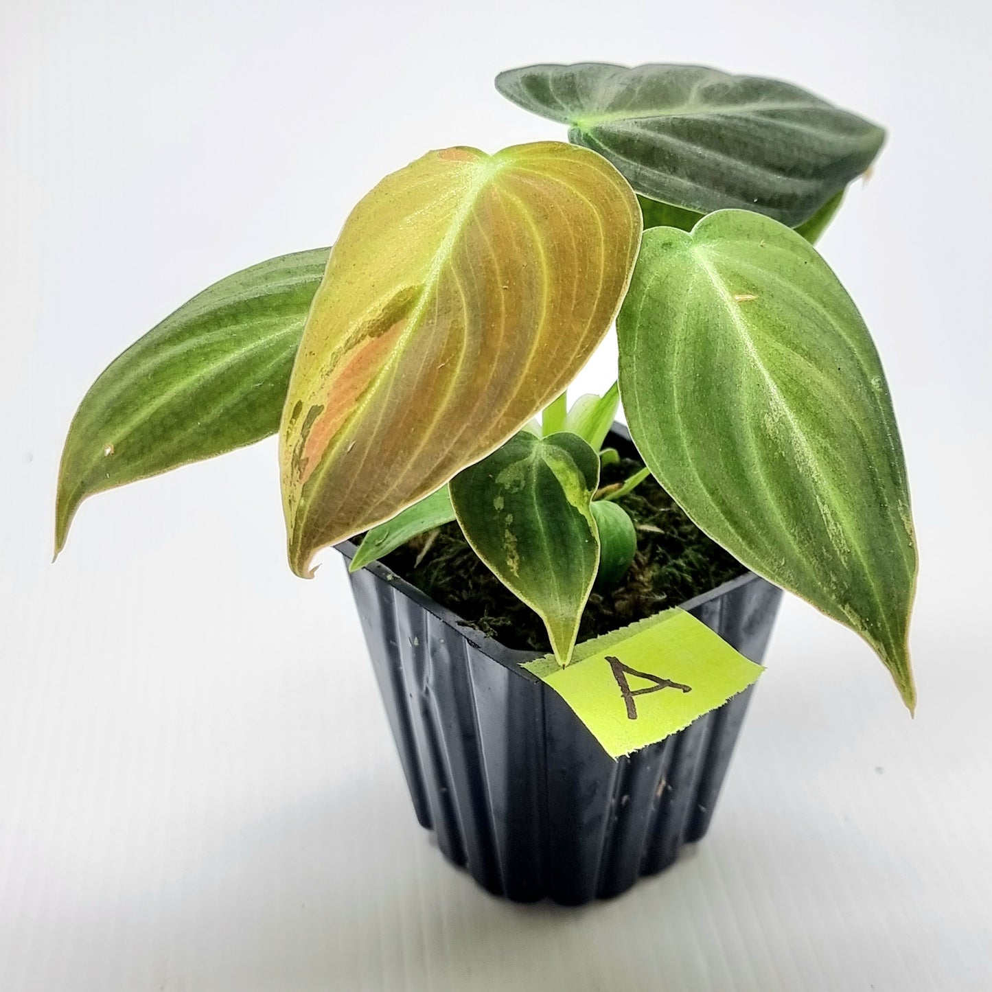 Philodendron melanochrysum variegated