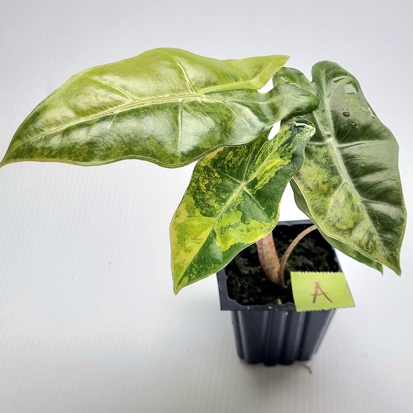 Alocasia pseudosanderiana Variegated