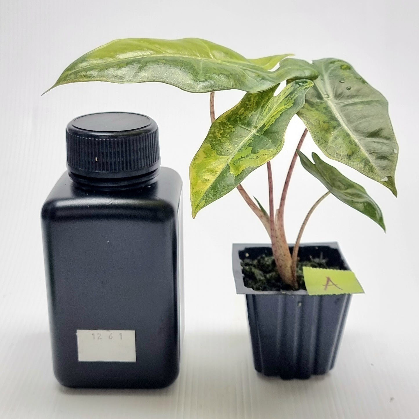 Alocasia pseudosanderiana Variegated