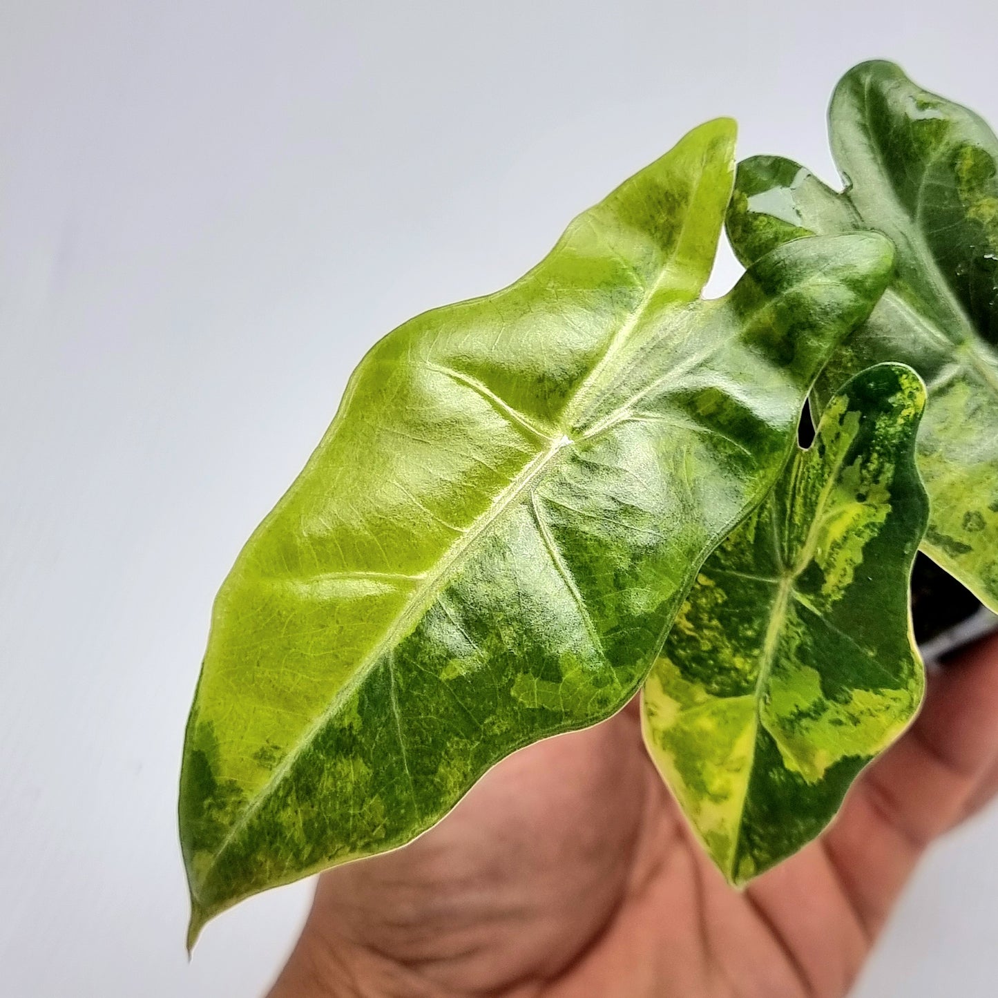 Alocasia pseudosanderiana Variegated