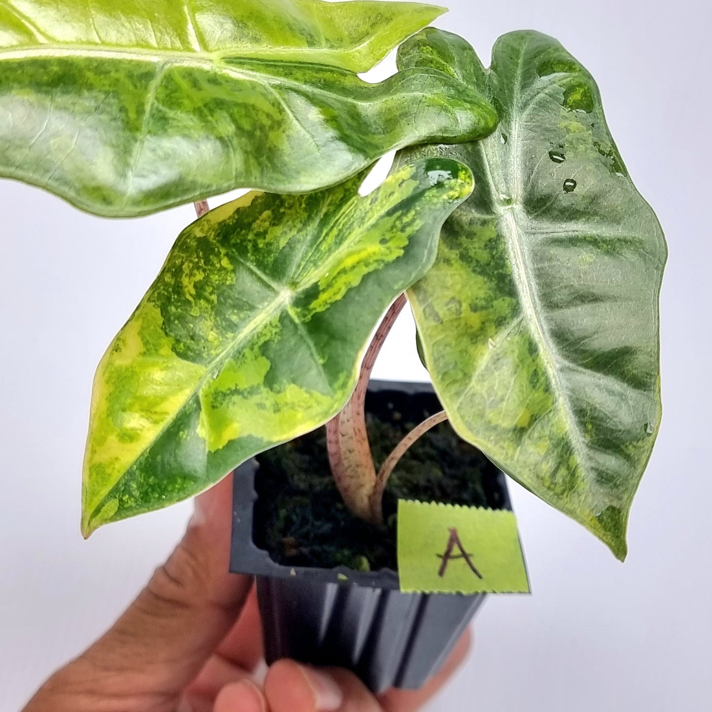 Alocasia pseudosanderiana Variegated