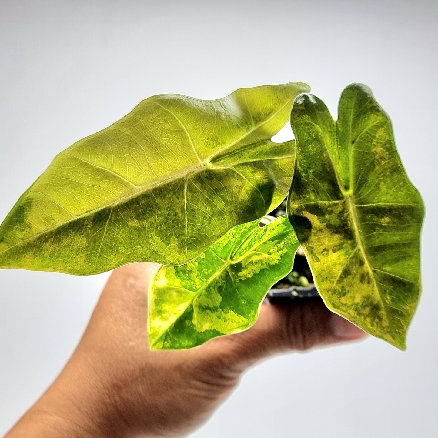 Alocasia pseudosanderiana Variegated