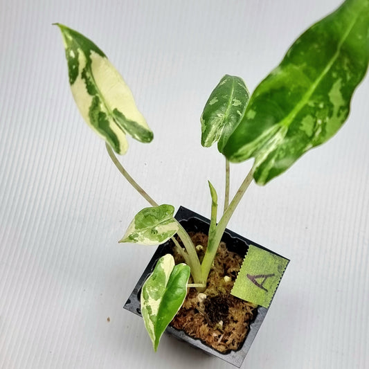 Alocasia sarian Variegated