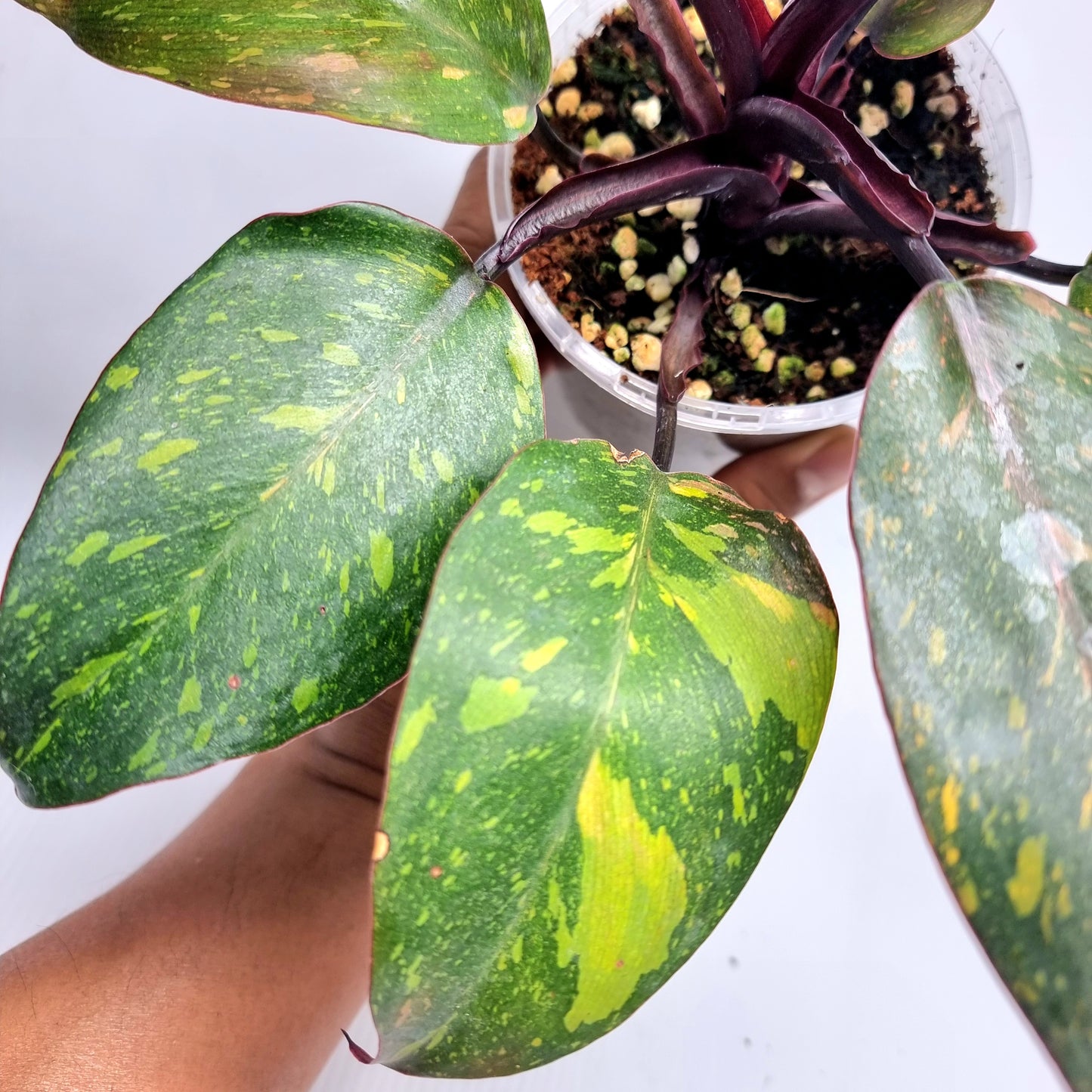 Philodendron orange princess