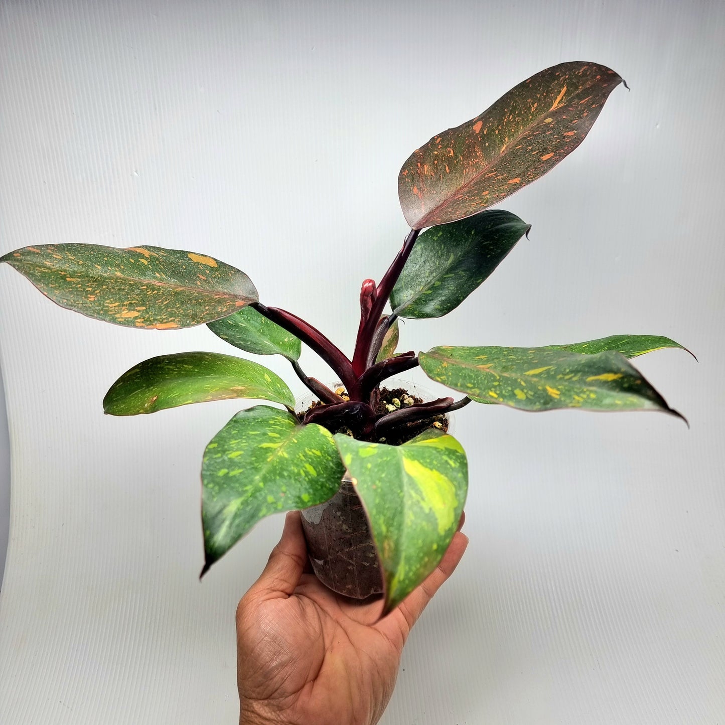 Philodendron orange princess