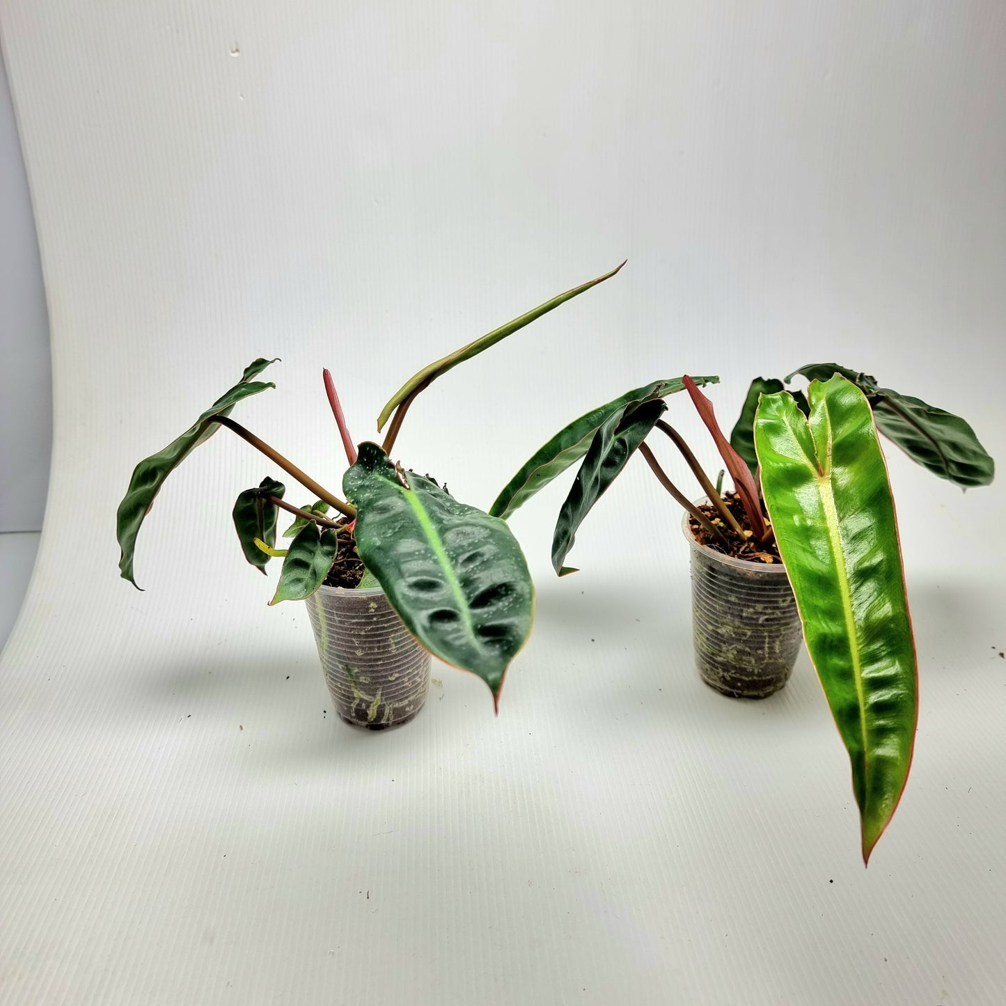 REVERTED Philodendron billietiae