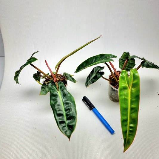 REVERTED Philodendron billietiae