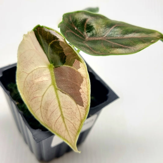 Alocasia azlanii Pink variegated