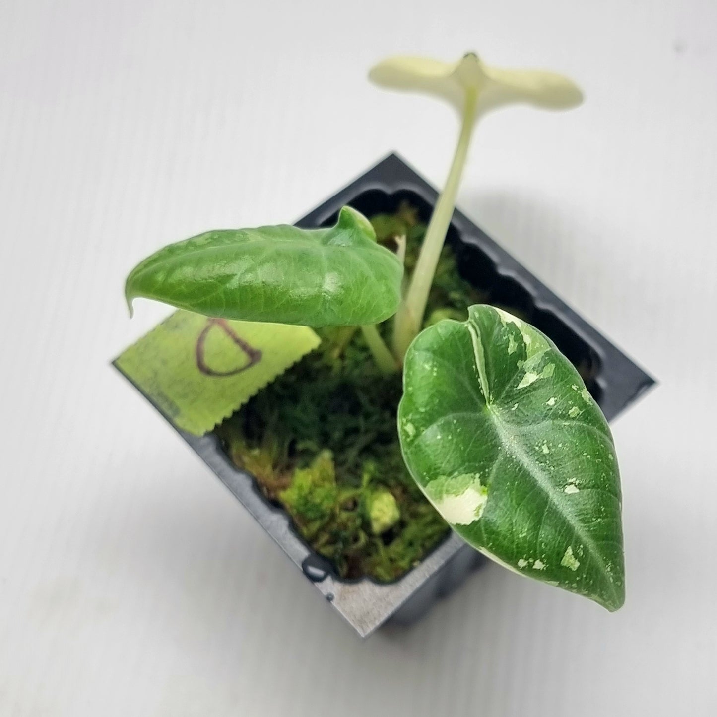 Alocasia Maharani Variegated