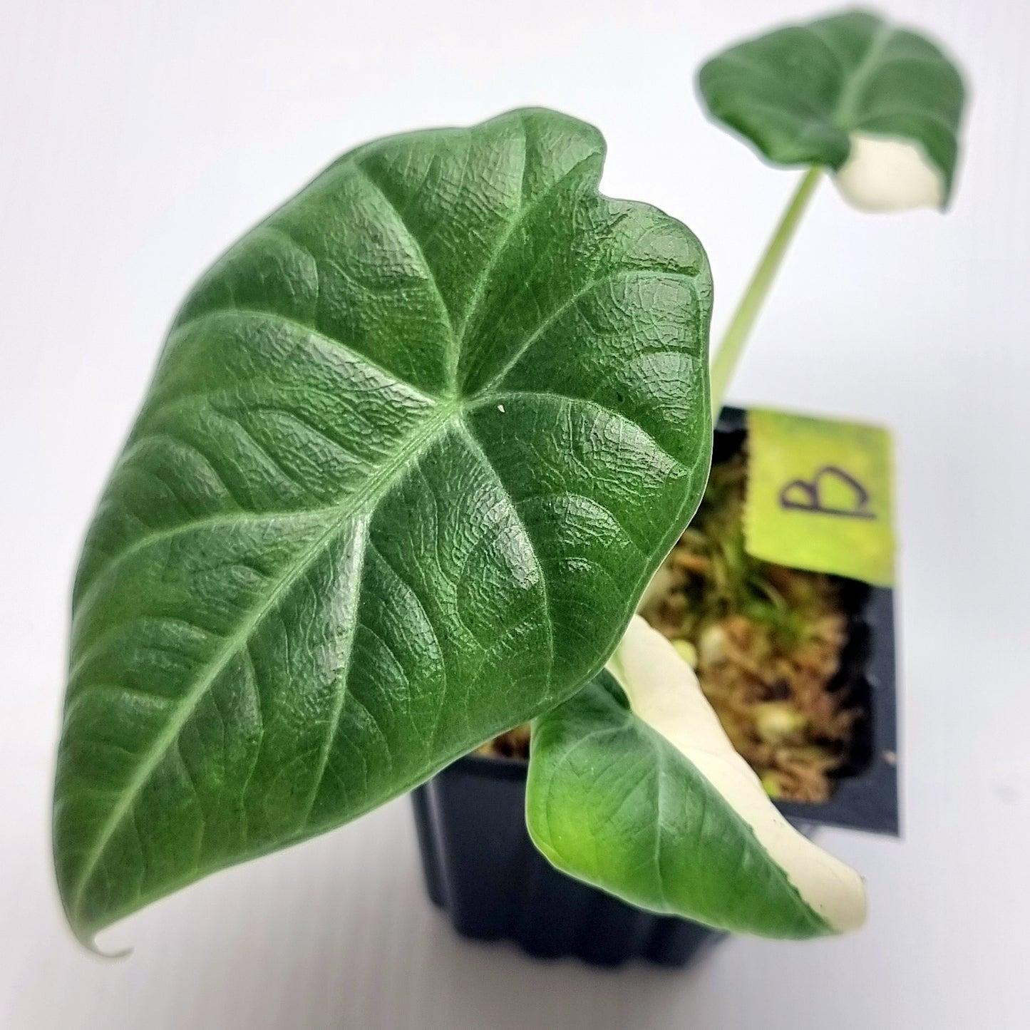 Alocasia Maharani Variegated