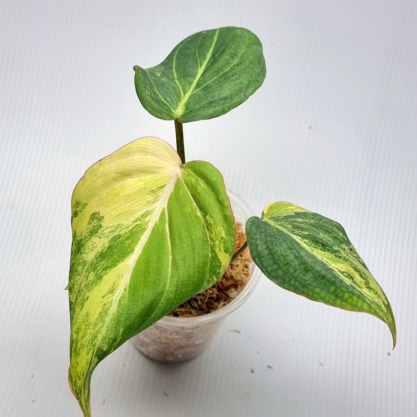 Philodendron gloriosum Variegated