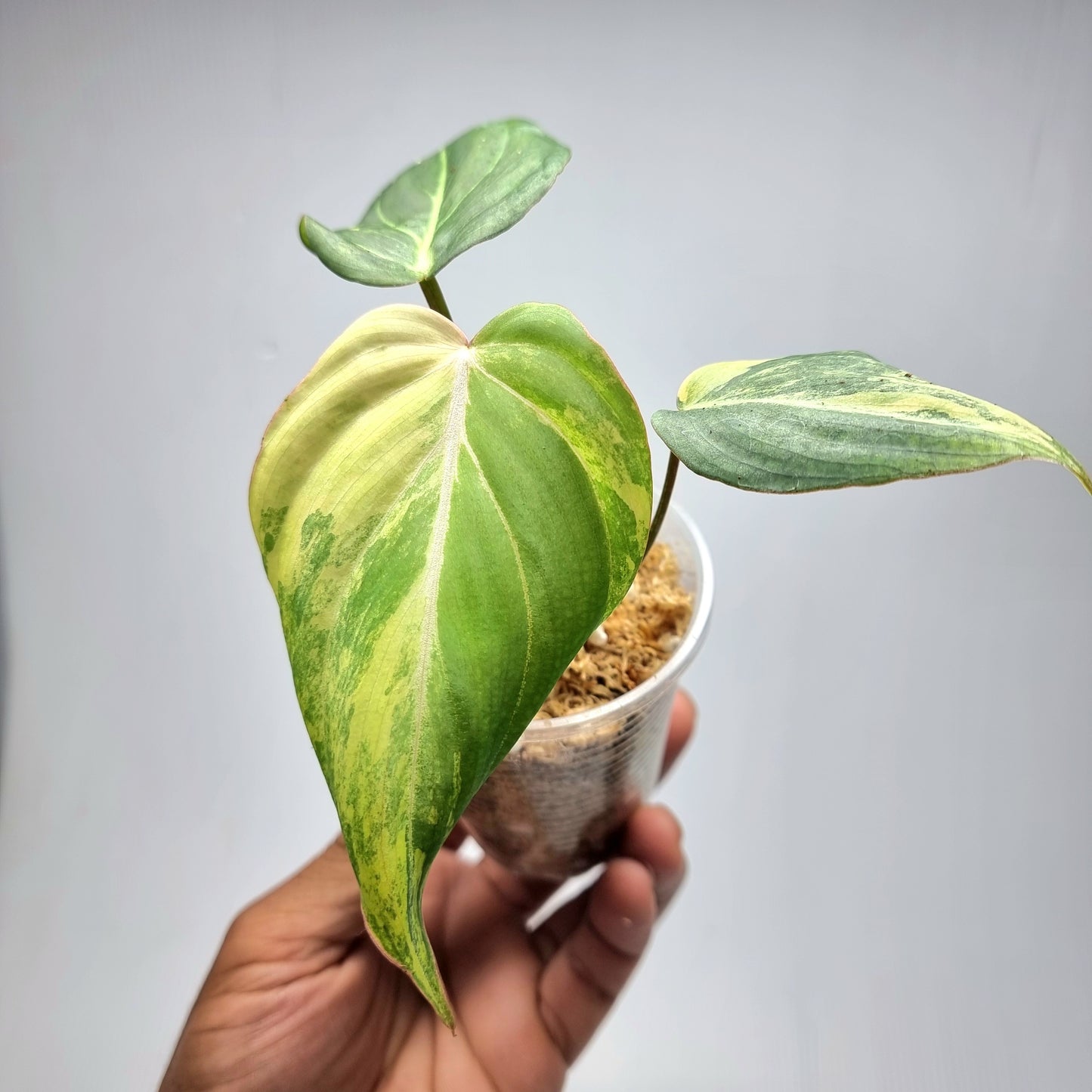 Philodendron gloriosum Variegated