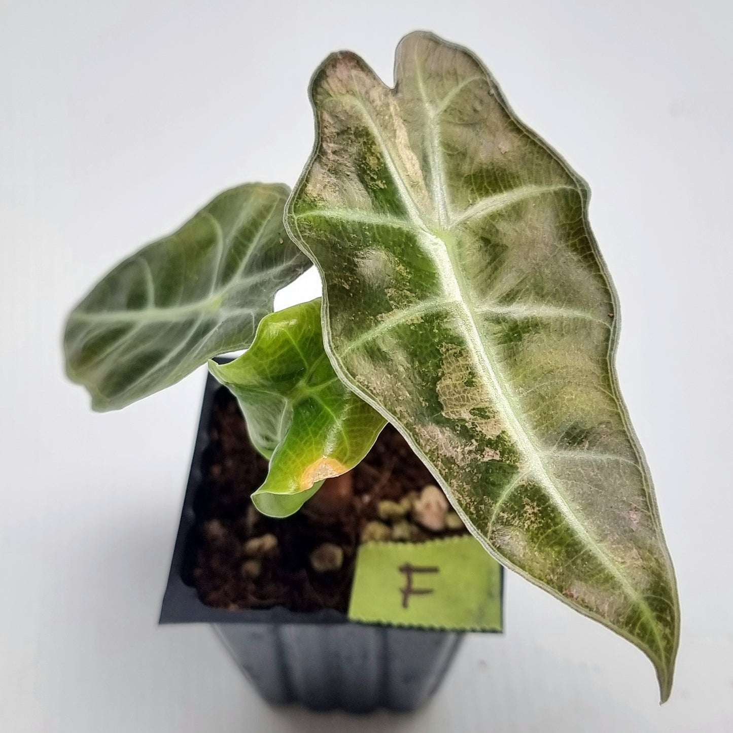 Alocasia amazonica Pink Variegated