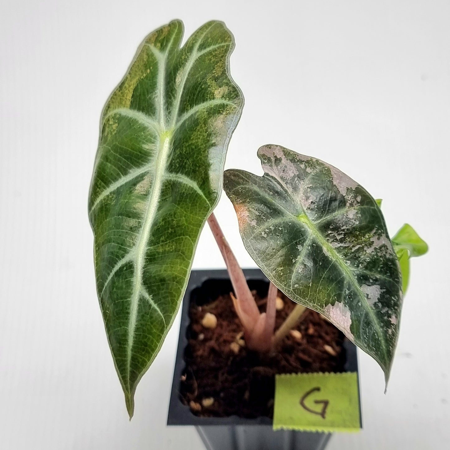 Alocasia amazonica Pink Variegated