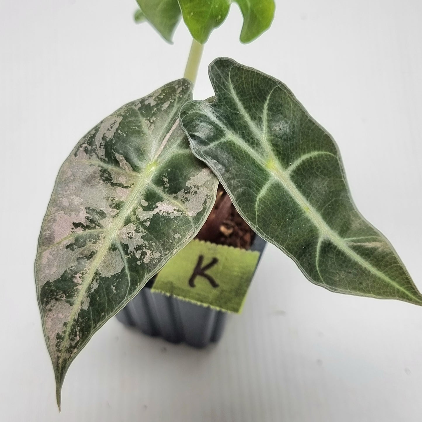 Alocasia amazonica Pink Variegated