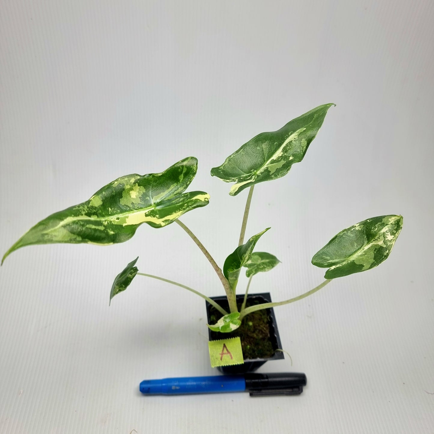 Alocasia sarian Variegated