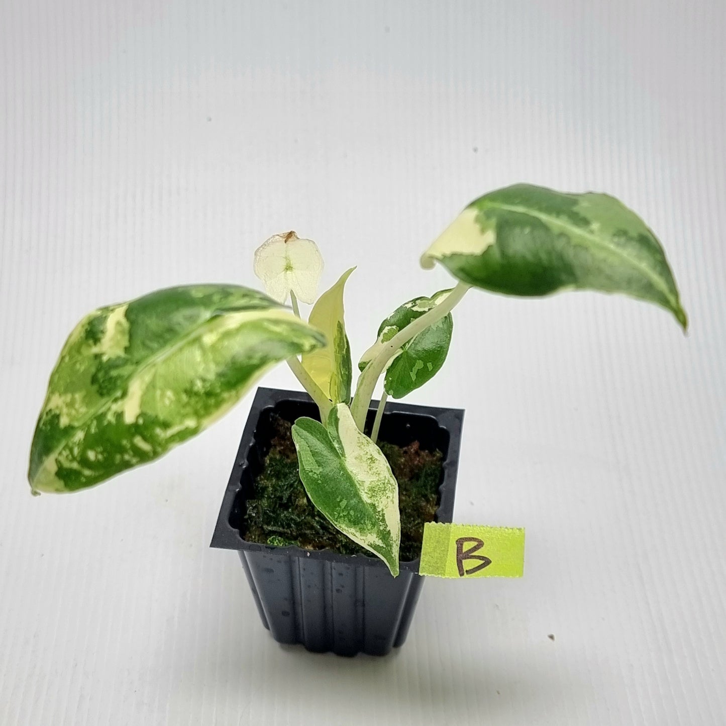 Alocasia sarian Variegated