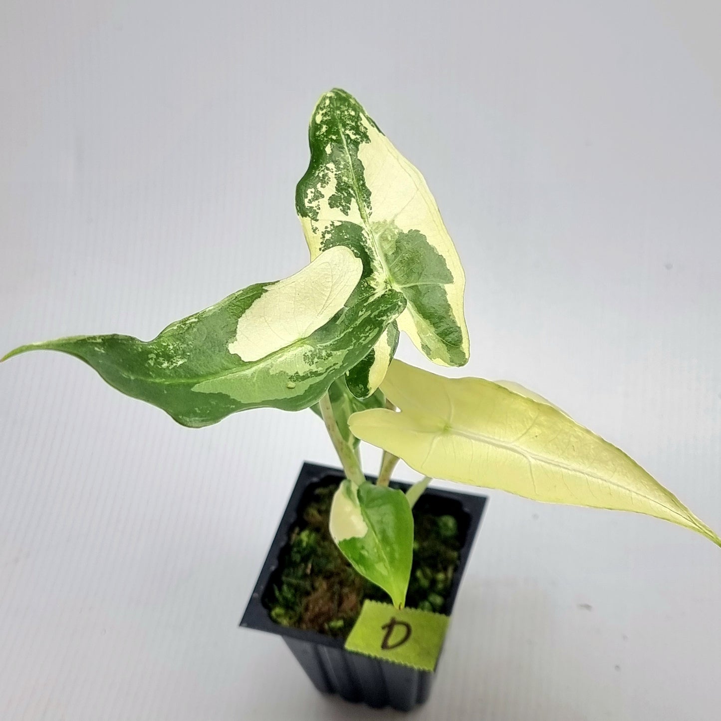 Alocasia sarian Variegated