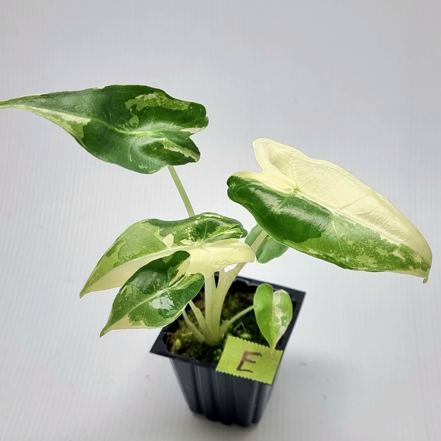 Alocasia sarian Variegated