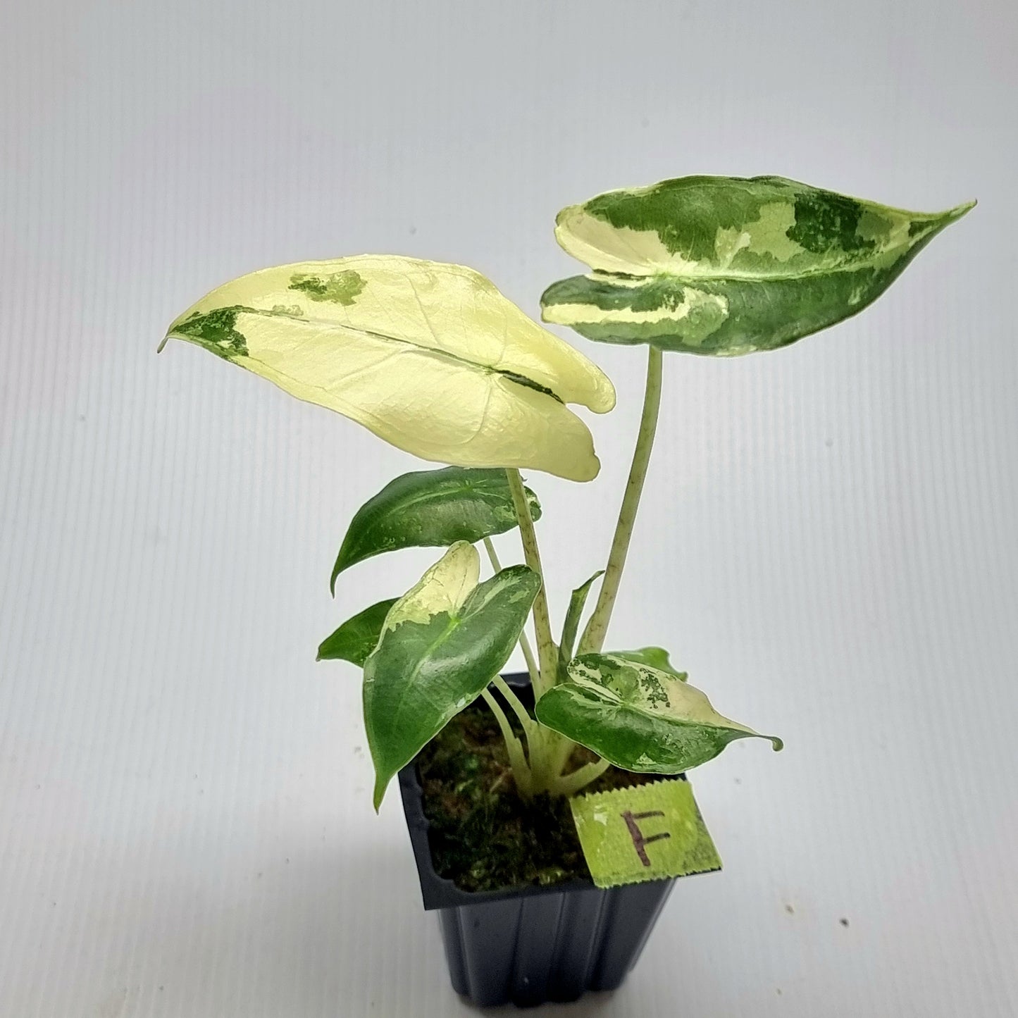 Alocasia sarian Variegated