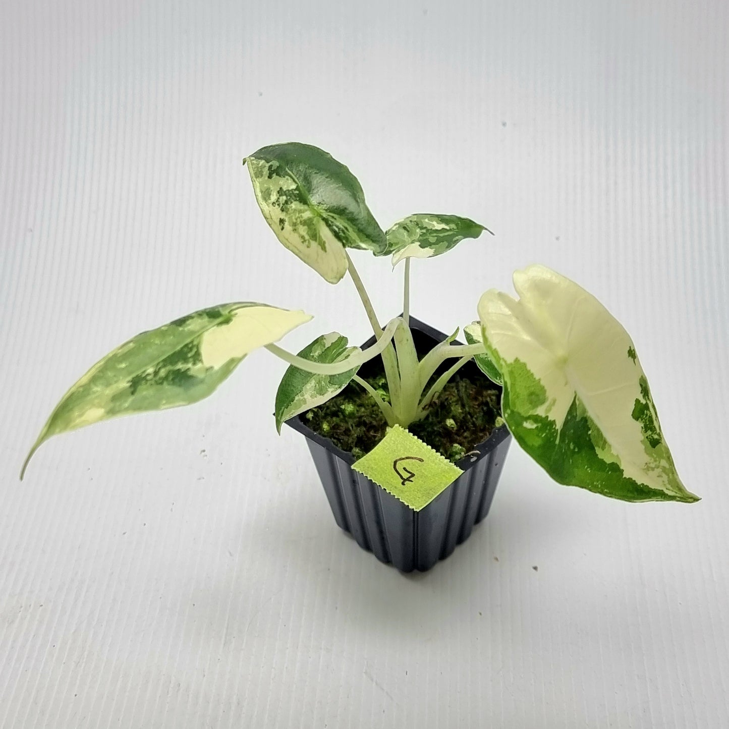 Alocasia sarian Variegated