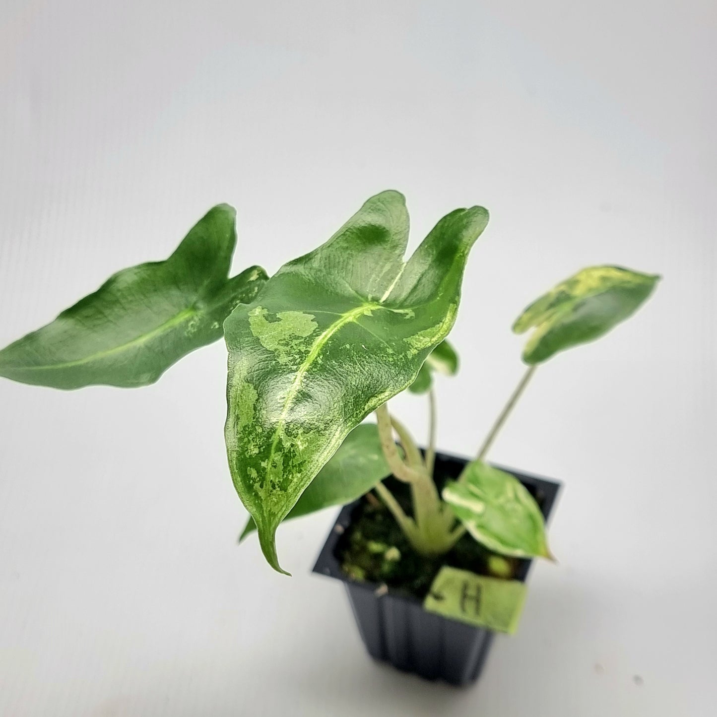 Alocasia sarian Variegated