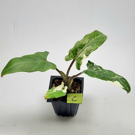 Alocasia Lauterbachiana Albo Variegated