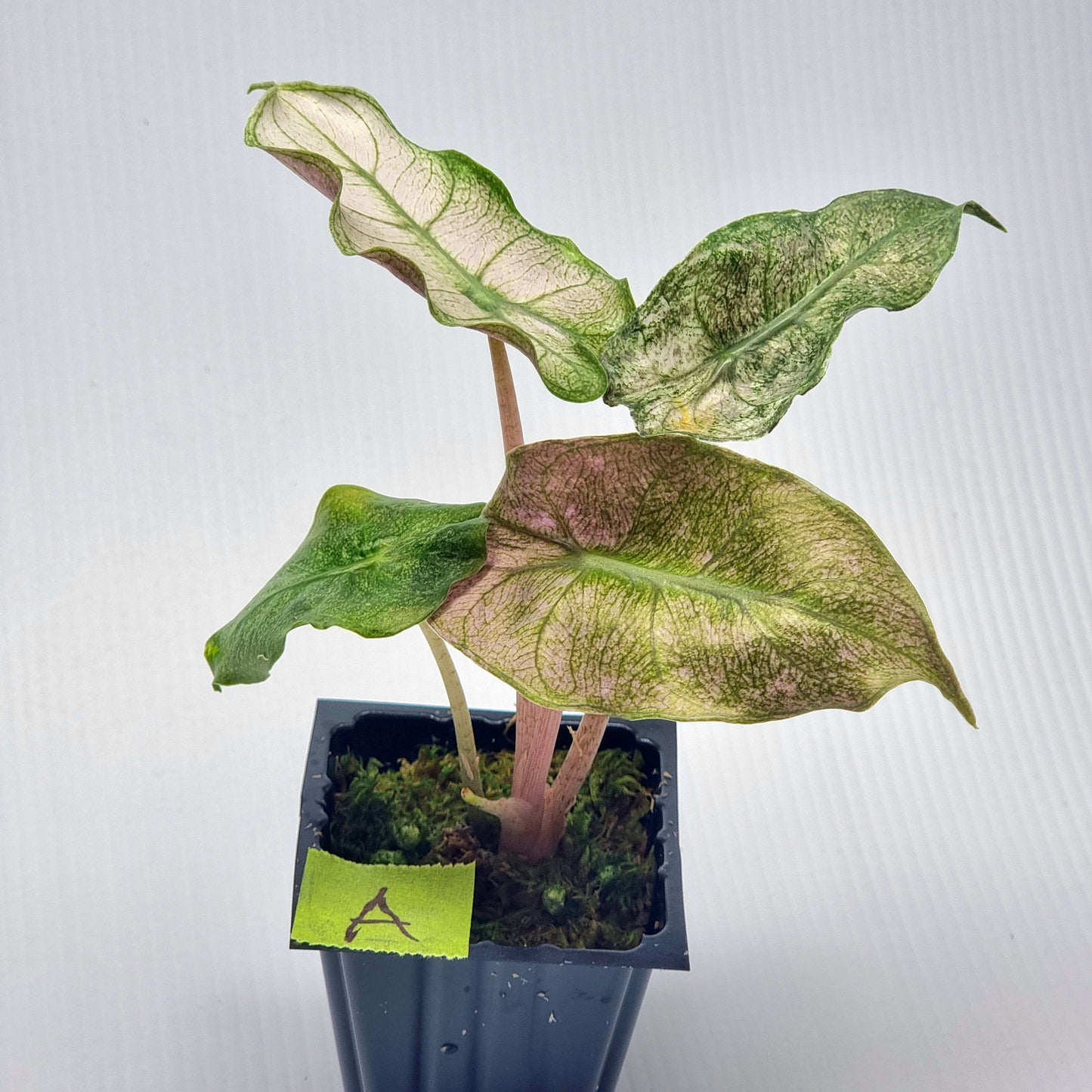 Alocasia Pink Dragon Mint Variegated