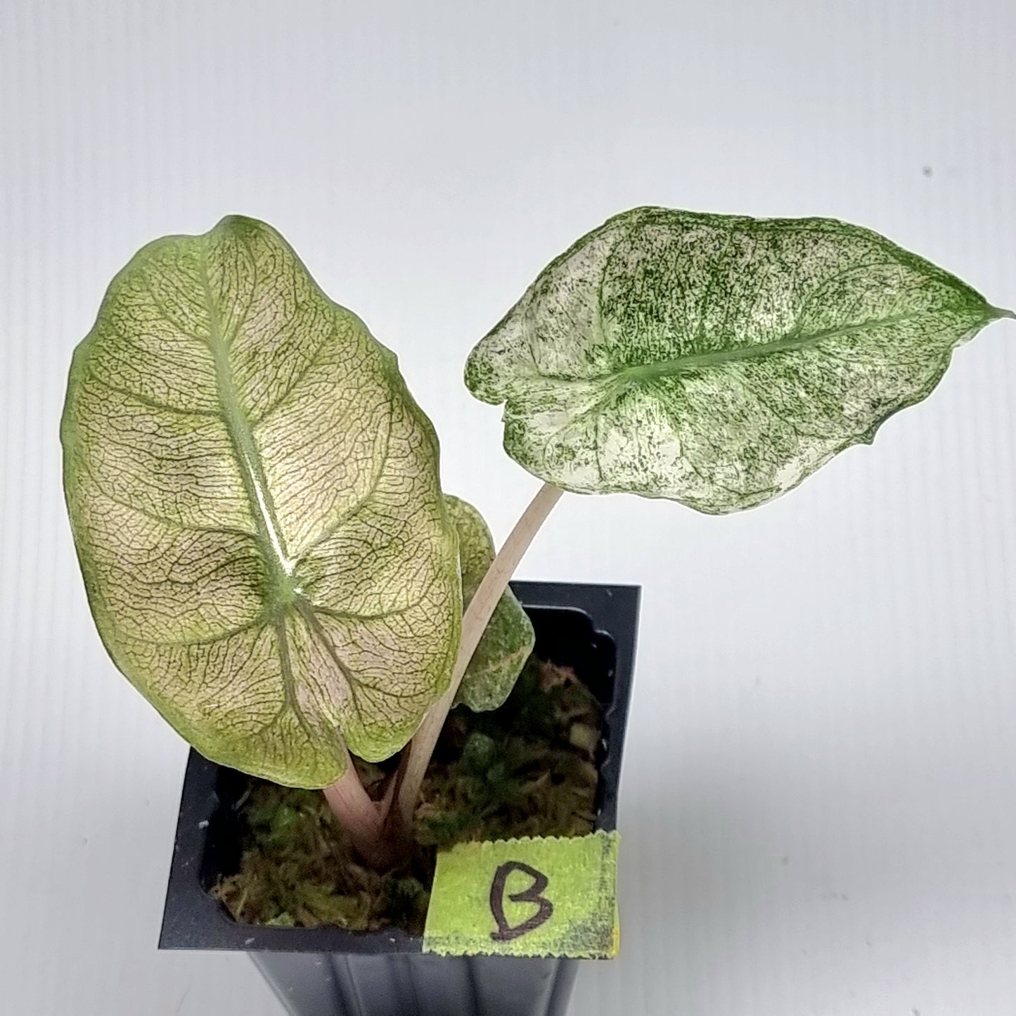 Alocasia Pink Dragon Mint Variegated