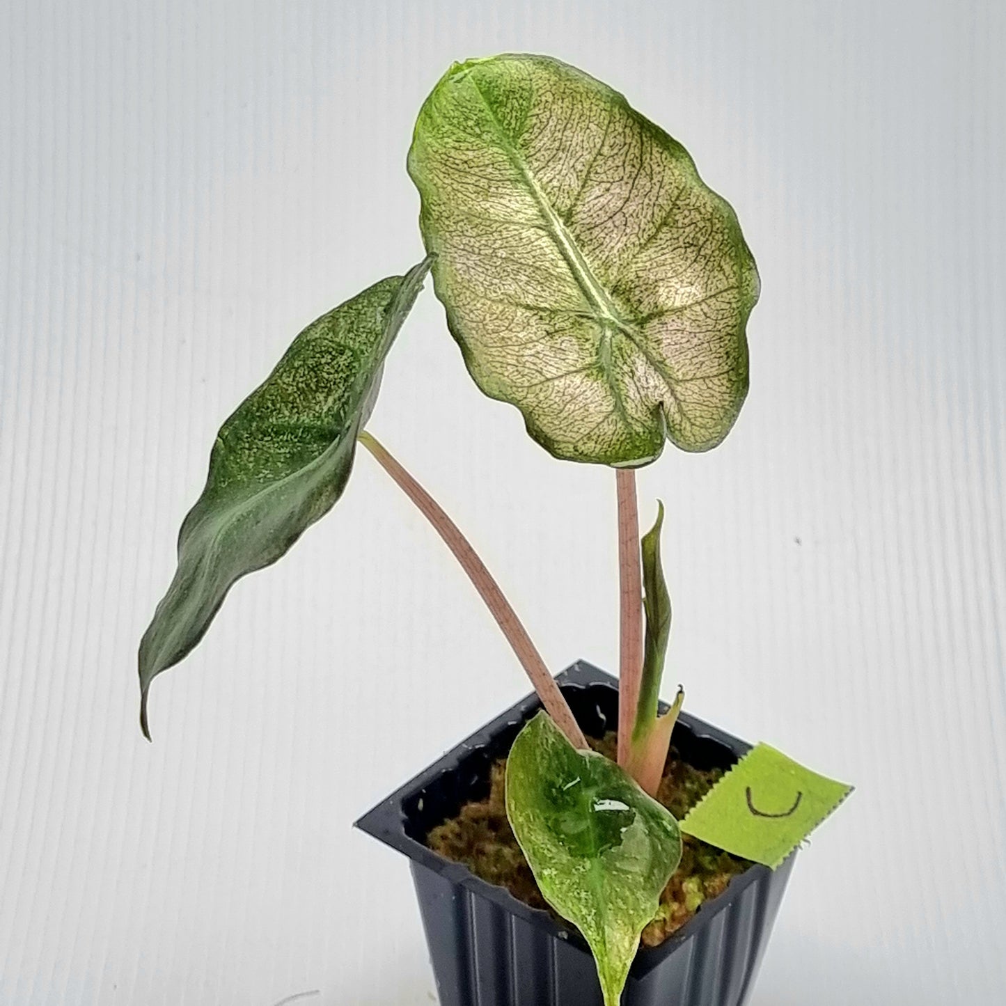 Alocasia Pink Dragon Mint Variegated