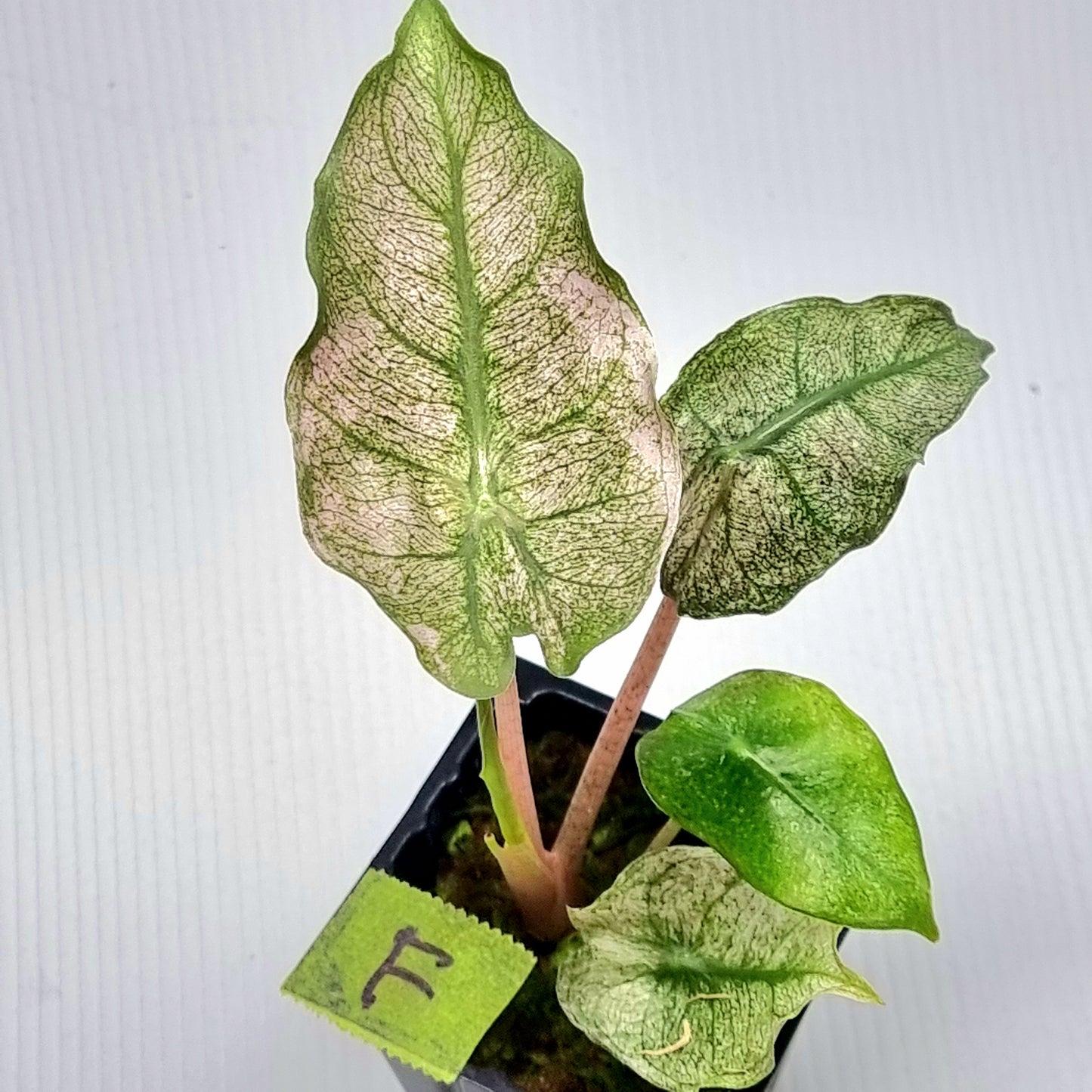 Alocasia Pink Dragon Mint Variegated