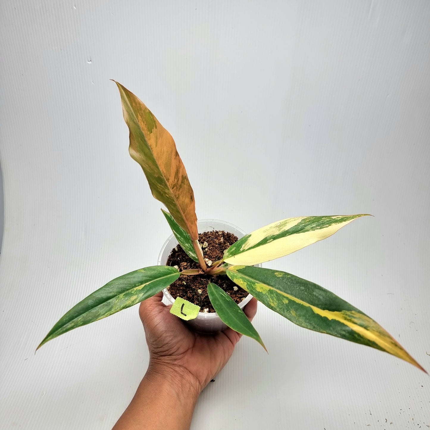 Philodendron Caramel Marble, 100mm pot